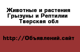 Животные и растения Грызуны и Рептилии. Тверская обл.